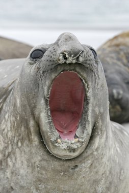 Southern elephant seal, Mirounga leonina, clipart
