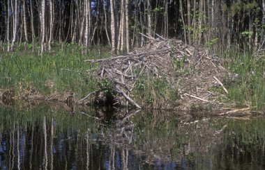 Avrupa beaver, castor lif