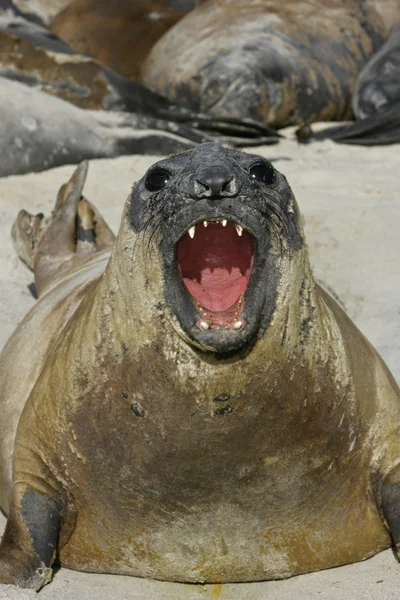 Sydlig sjöelefant, mirounga leonina, — Stockfoto