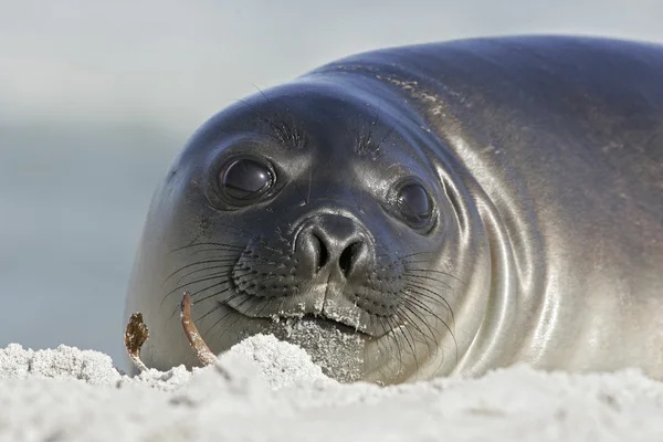 Zuidelijke zeeolifant, mirounga leonina, — Stockfoto