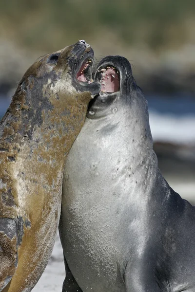 Southern elephant seal, Mirounga leonina, — Stock Photo, Image