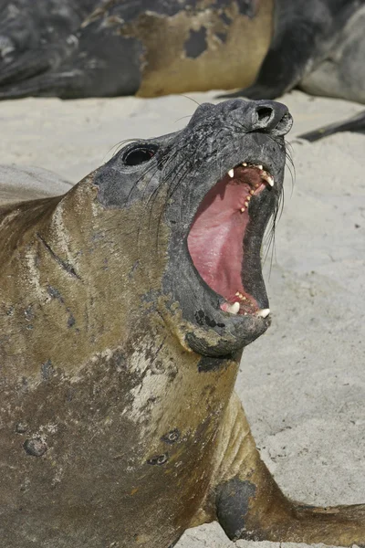 Segel gajah selatan, Mirounga leonina , — Stok Foto