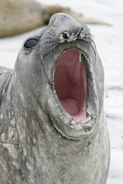 Южный тюлень, Mirounga leonina , — стоковое фото