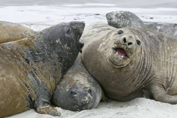 Southern elephant seal, Mirounga leonina, — Stock Photo, Image