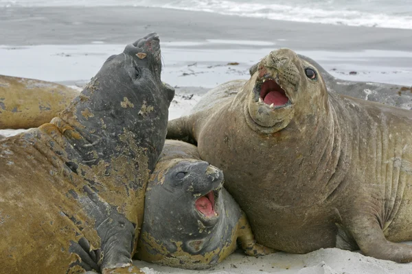 Southern elephant seal, Mirounga leonina, — Stock Photo, Image