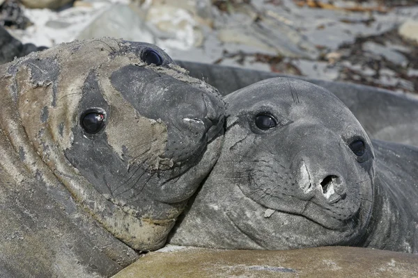 Southern elephant seal, Mirounga leonina, — Stock Photo, Image