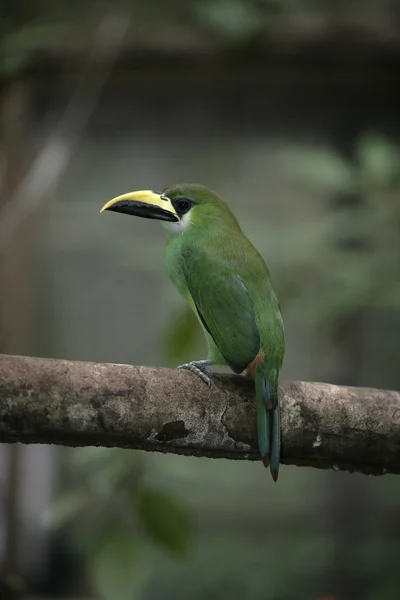 Esmeralda tucano, Aulacorhynchus prasinus — Fotografia de Stock