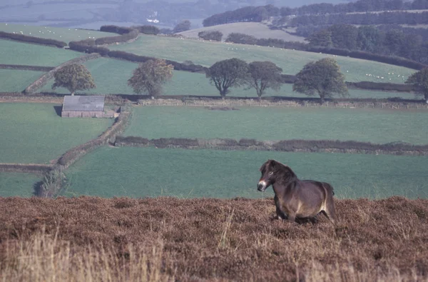 Exmoor ponny — Stockfoto