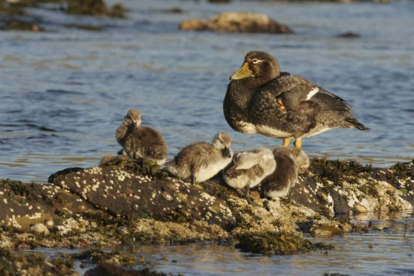 Falklandsöarna flygoförmögna streamer anka, tachyeres brachypterus — Stockfoto