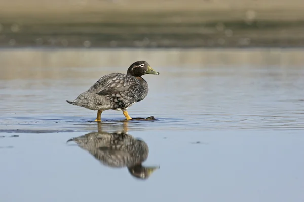 Falklandy nielotny chorągiew kaczka, tachyeres brachypterus — Zdjęcie stockowe