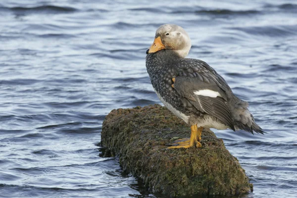 Falklands anatra striscione senza volo, Tachyeres brachypterus — Foto Stock