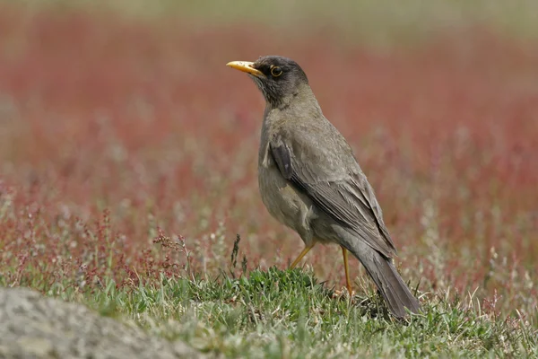 Falkland-szigeteki Rigó, turdus falcklandii falcklandii — Stock Fotó