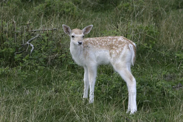 Fallow deer, Dama dama, — Stock Photo, Image