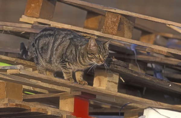 Gato doméstico — Fotografia de Stock