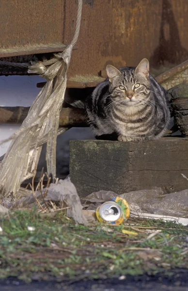 Domestic cat — Stock Photo, Image