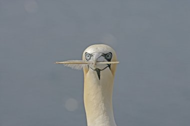 Gannet, Sula bassana