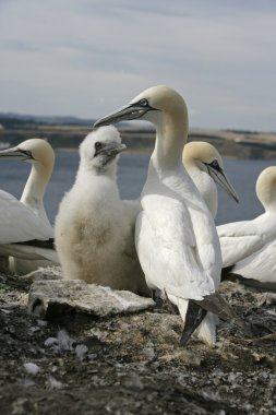 Gannet, Sula bassana