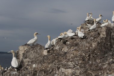 Gannet, Sula bassana