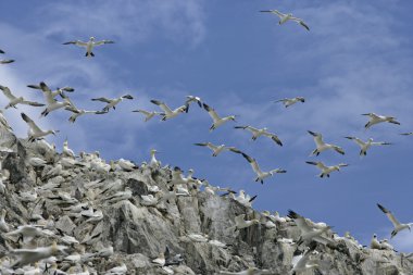 Gannet, Sula bassana