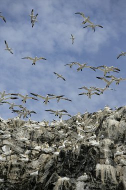 Gannet, Sula bassana