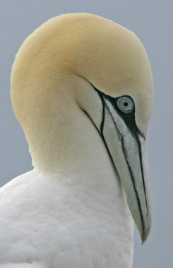 Gannet, Sula bassana