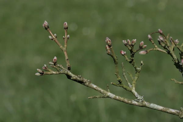 Érable des champs, Acer campestre — Photo