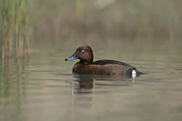 Anatra ferruginosa, Aythya nyroca — Foto Stock