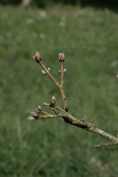Полевой клен, Acer campestre — стоковое фото