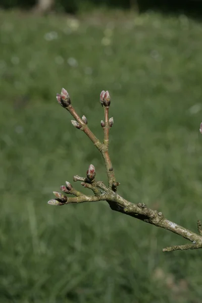 Field maple, Acer campestre — Stock Photo, Image