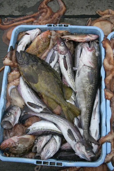 Captura de pescado —  Fotos de Stock
