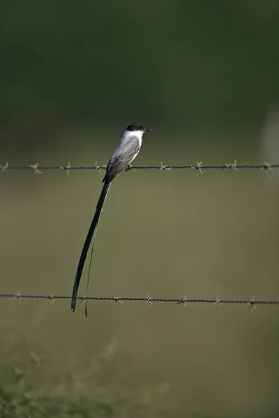 Acchiappamosche, Tyrannus savana — Foto Stock