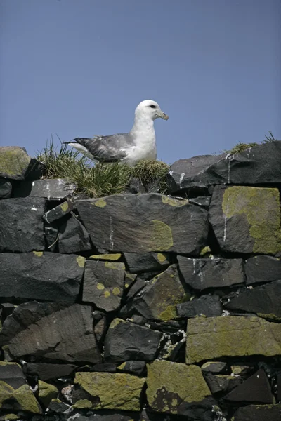 Fulmar, wyspa glacialis — Zdjęcie stockowe