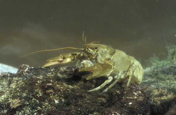 Zoetwater rivierkreeft, austropotamobius pallipes — Stockfoto