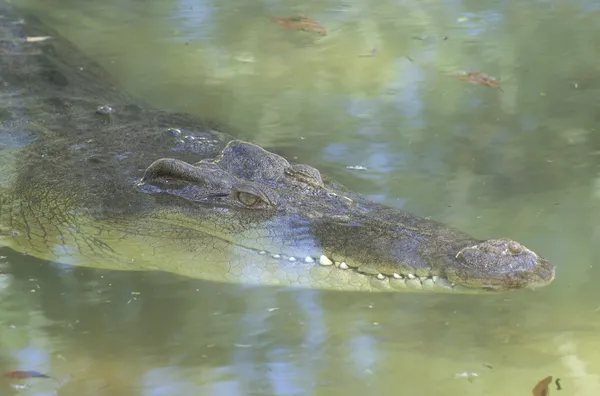 Γλυκού νερού κροκόδειλος, crocodylus johnstoni — Φωτογραφία Αρχείου