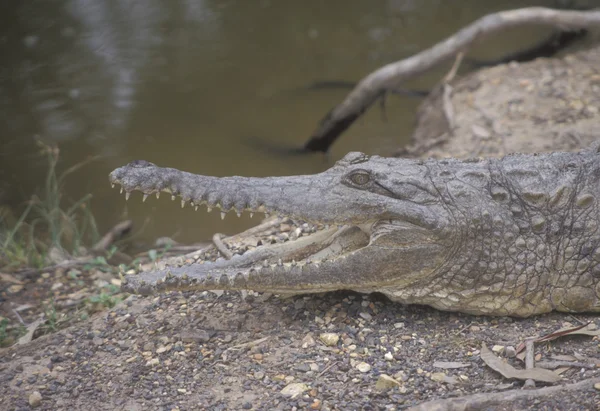 Cocodrilo de agua dulce, Crocodylus johnstoni — Foto de Stock