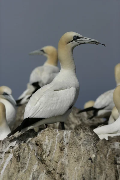 Basstölpel, sula bassana — Stockfoto