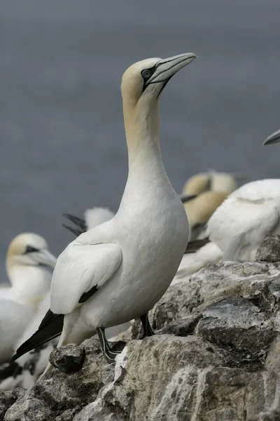 Basstölpel, sula bassana — Stockfoto