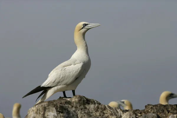 Basstölpel, sula bassana — Stockfoto