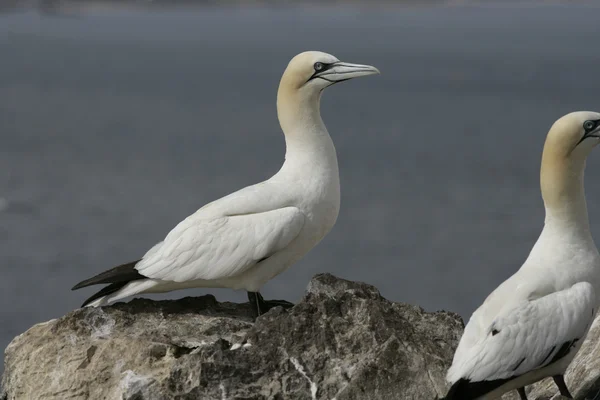 Gannet, Sula bassana — Stok Foto