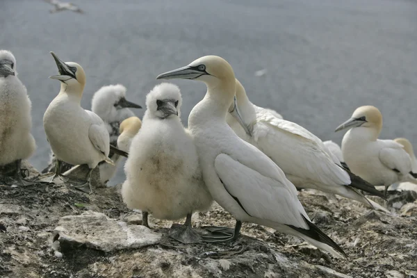 Gannet, Sula bassana — Stock Photo, Image