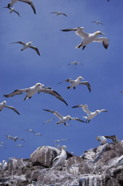 Gannet, Sula bassana — Stok fotoğraf