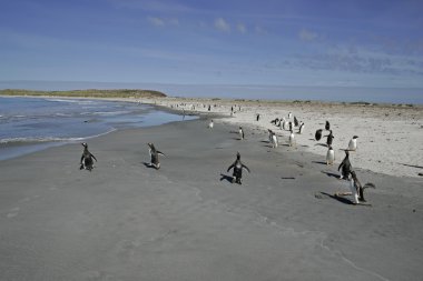 Gentoo pengueni, pygoscelis papua