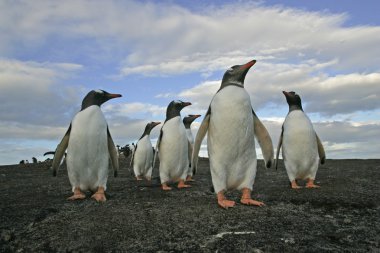 Gentoo pengueni, pygoscelis papua