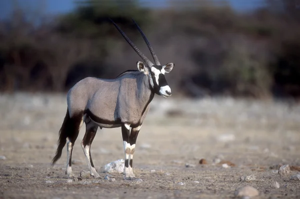 Gemsbok veya gemsbuck, oryx gazella — Stok fotoğraf