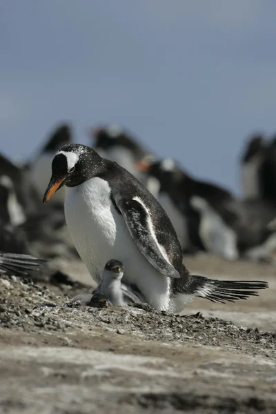 Pingüino Gentoo, Pygoscelis papua — Foto de Stock