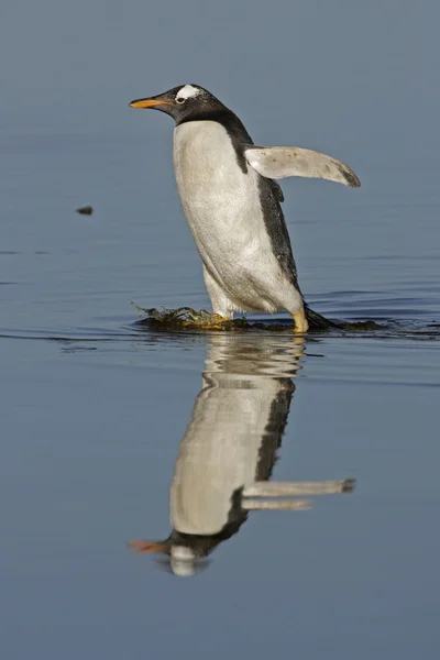 Pinguim-cavalheiro, Pygoscelis papua — Fotografia de Stock