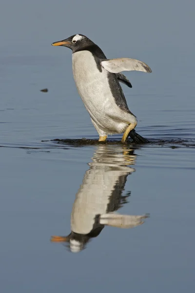 Пингвин, Pygoscelis papua — стоковое фото