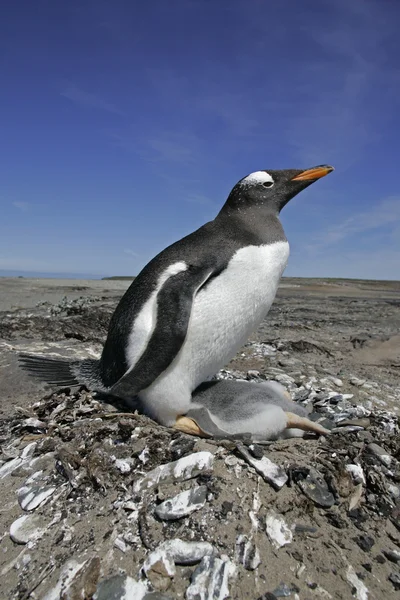 Gentoo penguin, Pygoscelis papua — Stock Photo, Image