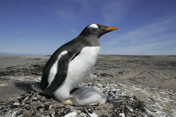 Gentoo пінгвін, Папуа Антарктичні пінгвіни — стокове фото