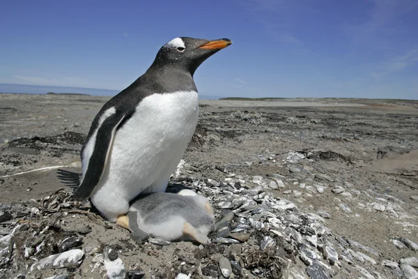 Pingouin de Gentoo, Pygoscelis papua — Photo